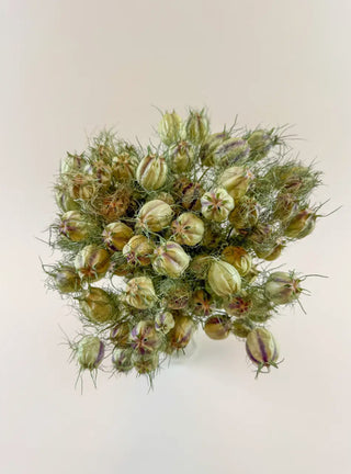 Natural Dried Nigella