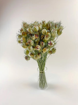 Natural Dried Nigella